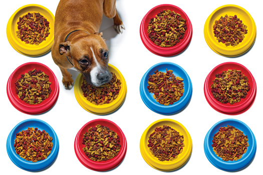 The best dry dog foods of 2024
