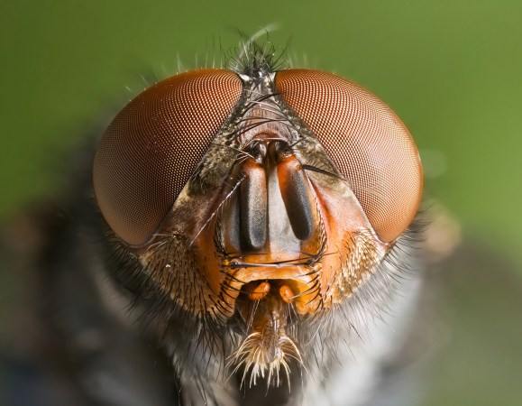 Tiny Drones Can See The World Like Insects Do