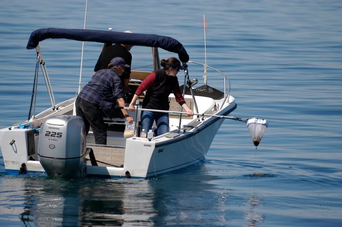 To save endangered whales, look to the poop