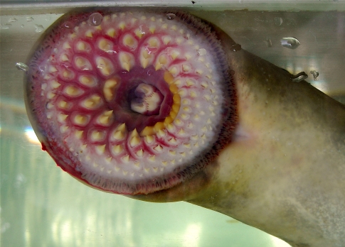 Lamprey