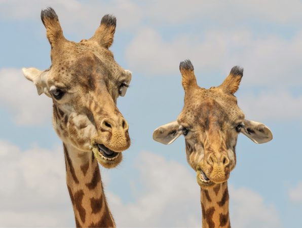 Fun facts about giraffe sex to keep you occupied while you wait for that giraffe baby