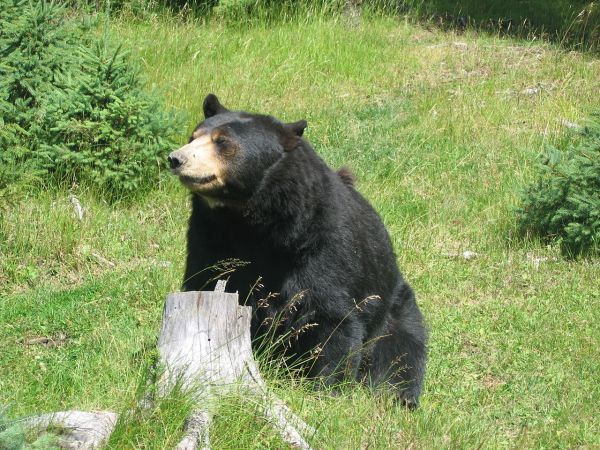 Bears Hate Drones