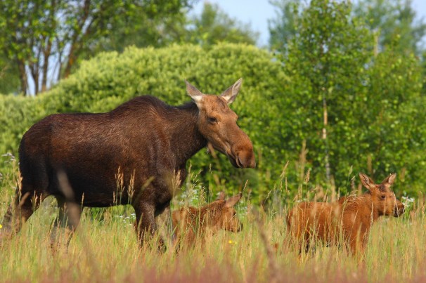 The Evacuated Chernobyl Is Now Teeming With Wildlife