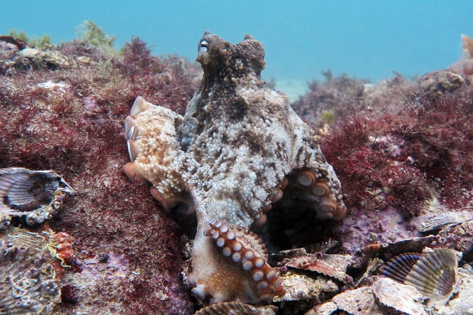 Octlantis: Where octopuses buck tradition and live in groups