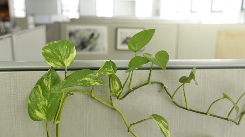 Indoor Plants Could Work As Cheap Air Filters For Offices