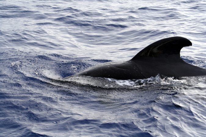 Cause Of Mysterious Whale Deaths? Whole Fish Jammed In Blowholes
