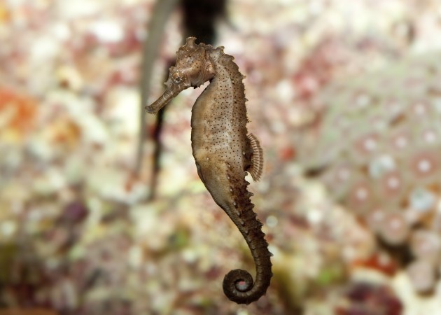 Help Save The Seahorse By Stabbing At Your iPhone