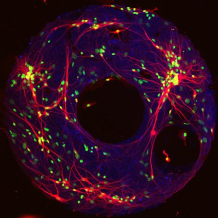 Scientists Create Tiny Artificial Brain That Exhibits 12 Seconds of Short Term Memory