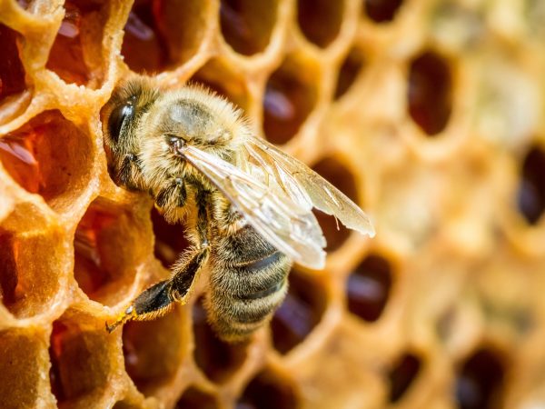 Honeybees are surprisingly great at math