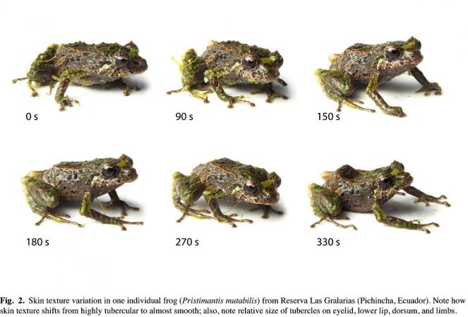 New Frog Species Can Change The Shape Of Its Skin