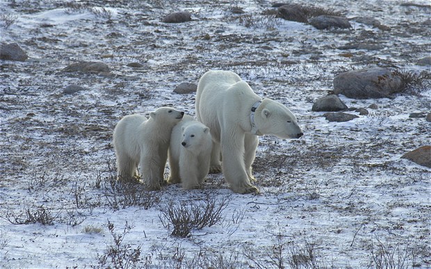 For polar bears contending with climate change, it’s ‘survival of the fattest’