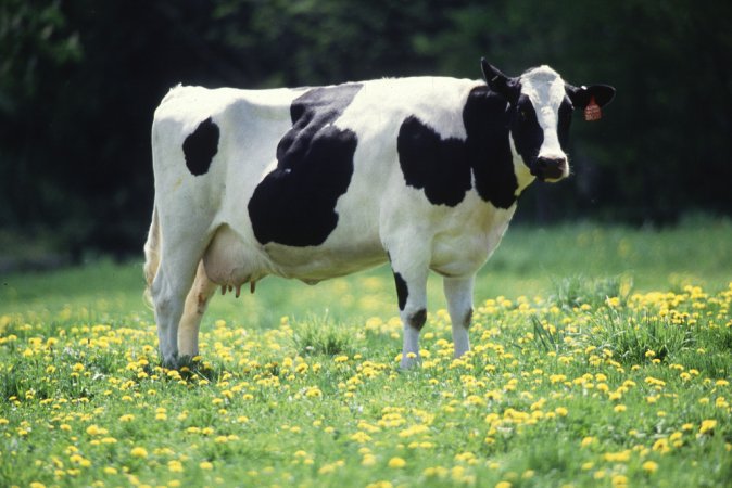 Genetically Modified Cows Produce Milk Akin To Human Milk