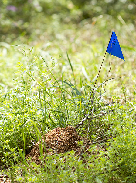 A fire ant mound.