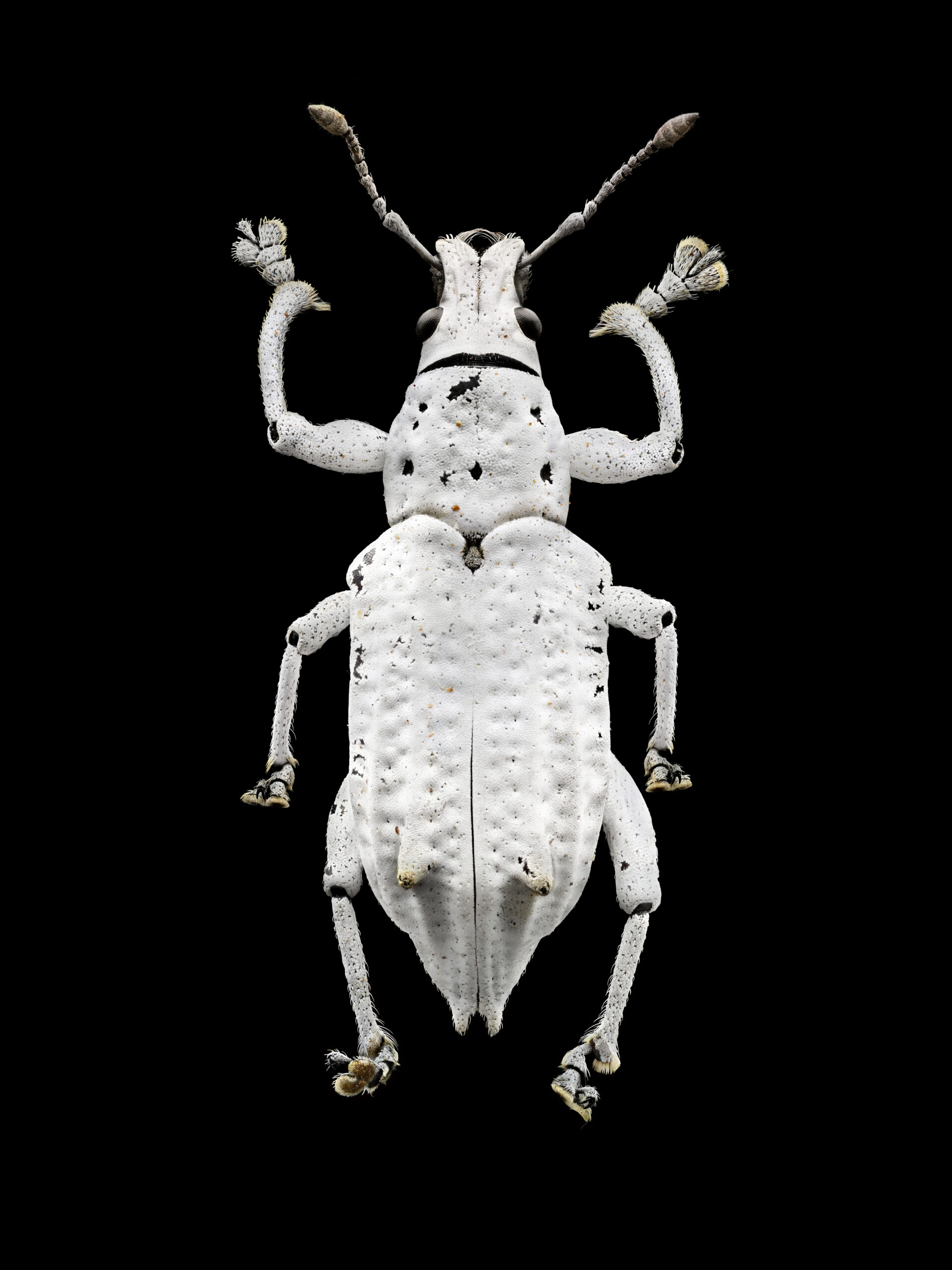 Short-nosed weevil