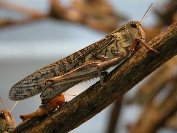 An Infection Turns Swarming Locusts Into Solitary Grasshoppers, Study Finds