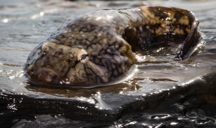 Clingfish