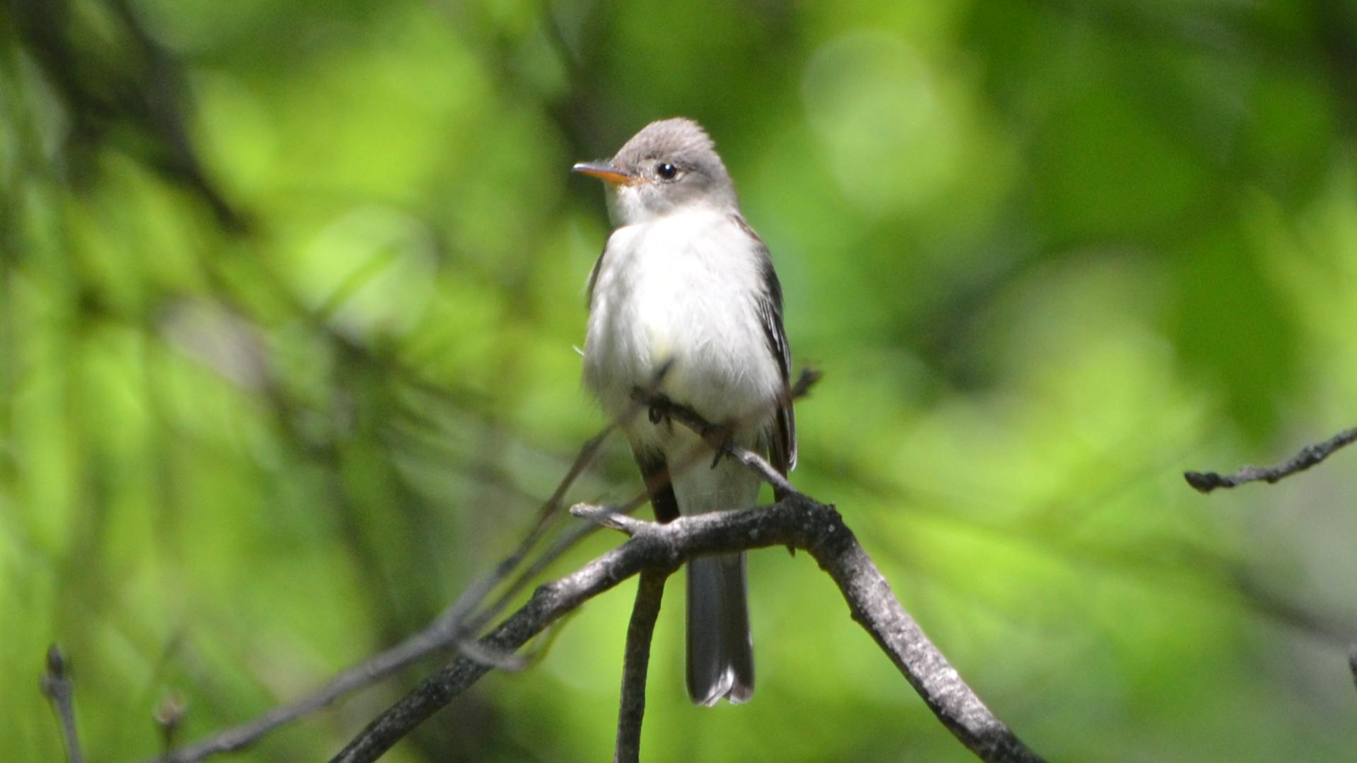 Eastern wood pewee