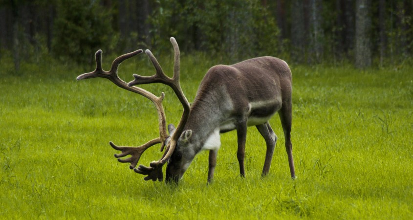 reindeer in finland