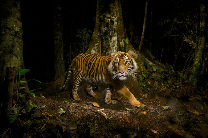 Documenting The Lives Of Tigers