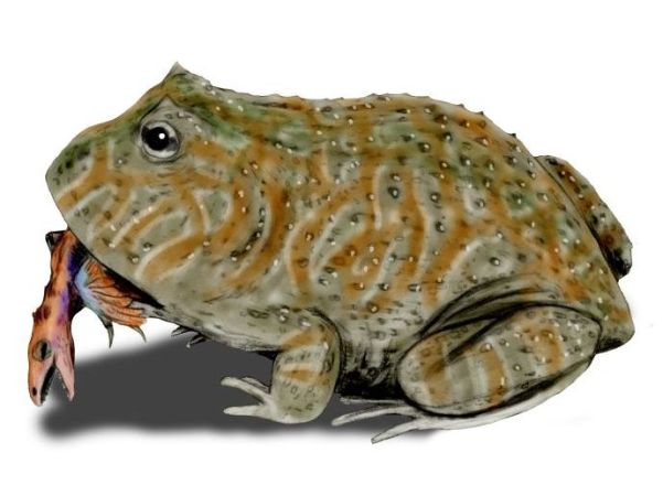 beelzebufo illustration 