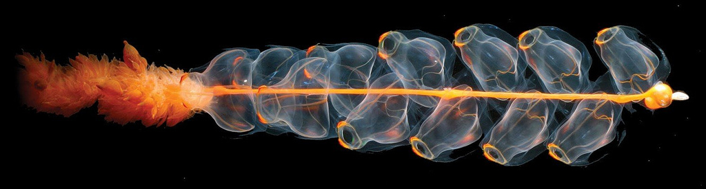 magnificent siphonophore