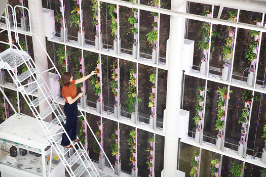 You Built What?!: A Vertical Veggie Farm