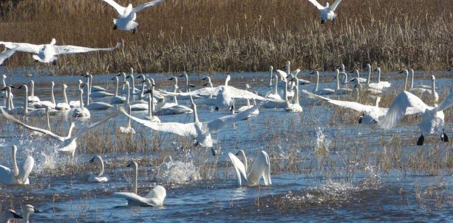 Changes to conservation policy could put the future of migratory birds up in the air