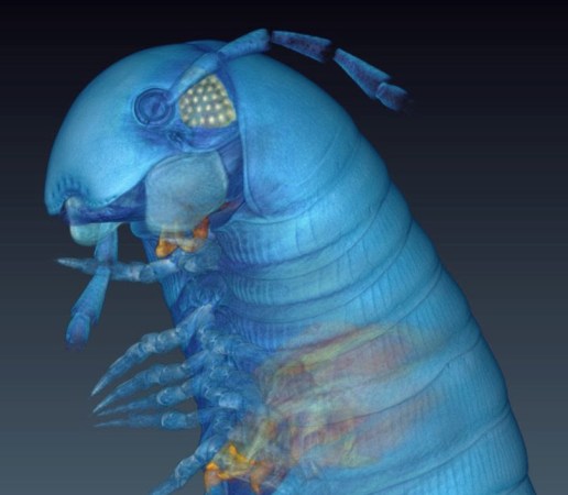 Scanning Tech Sees Inside Insects To Catalogue New Species