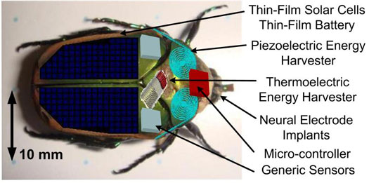 Cyborg Insects Could Be First Responders in Rescue Situations