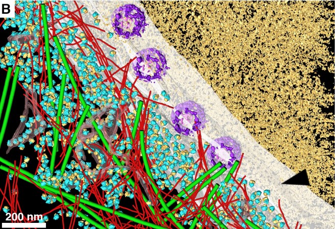 See Inside Your Cells In A Whole New Way