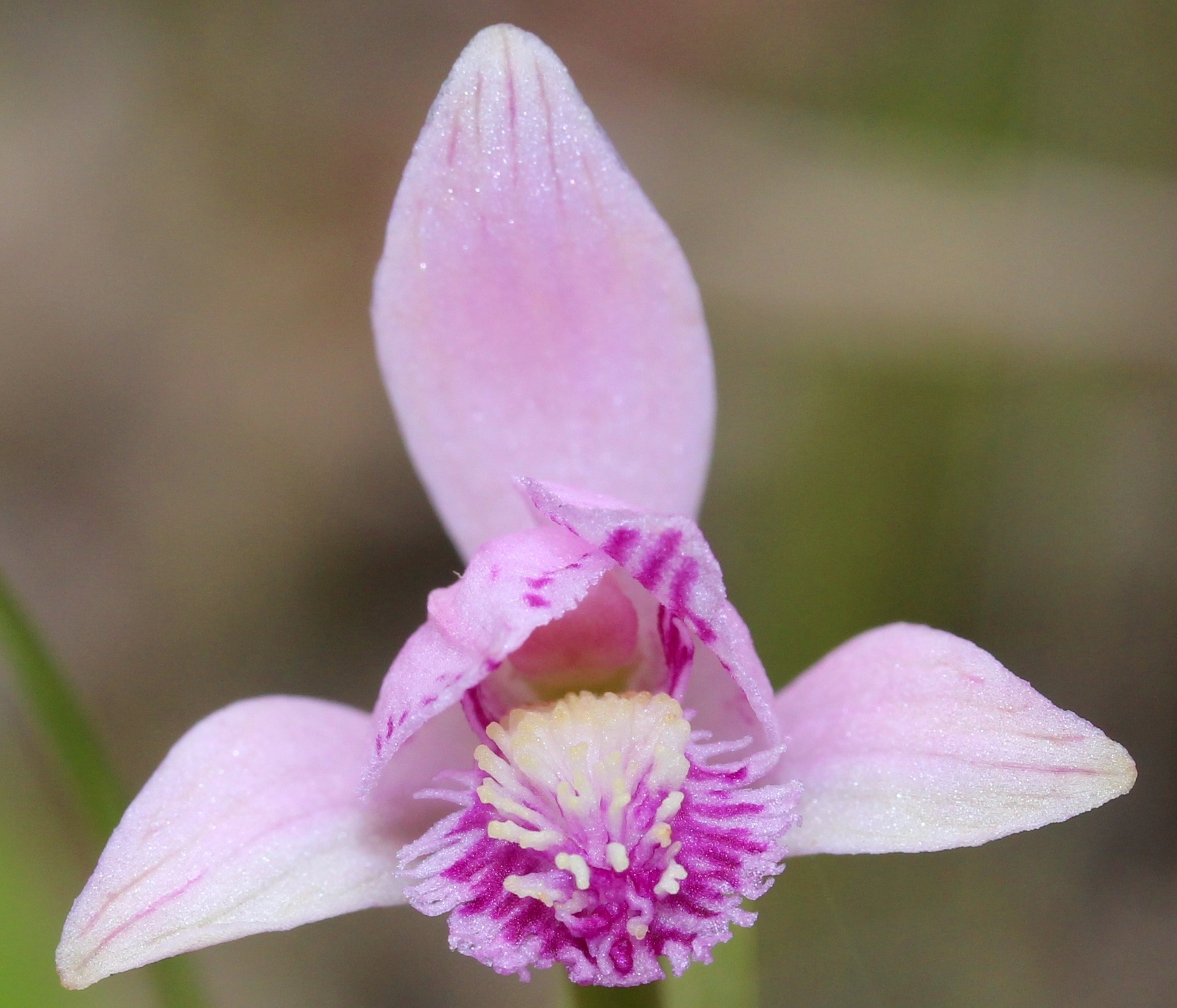 Pogonia japonica flower. Pogonias are dormancy-prone plants.