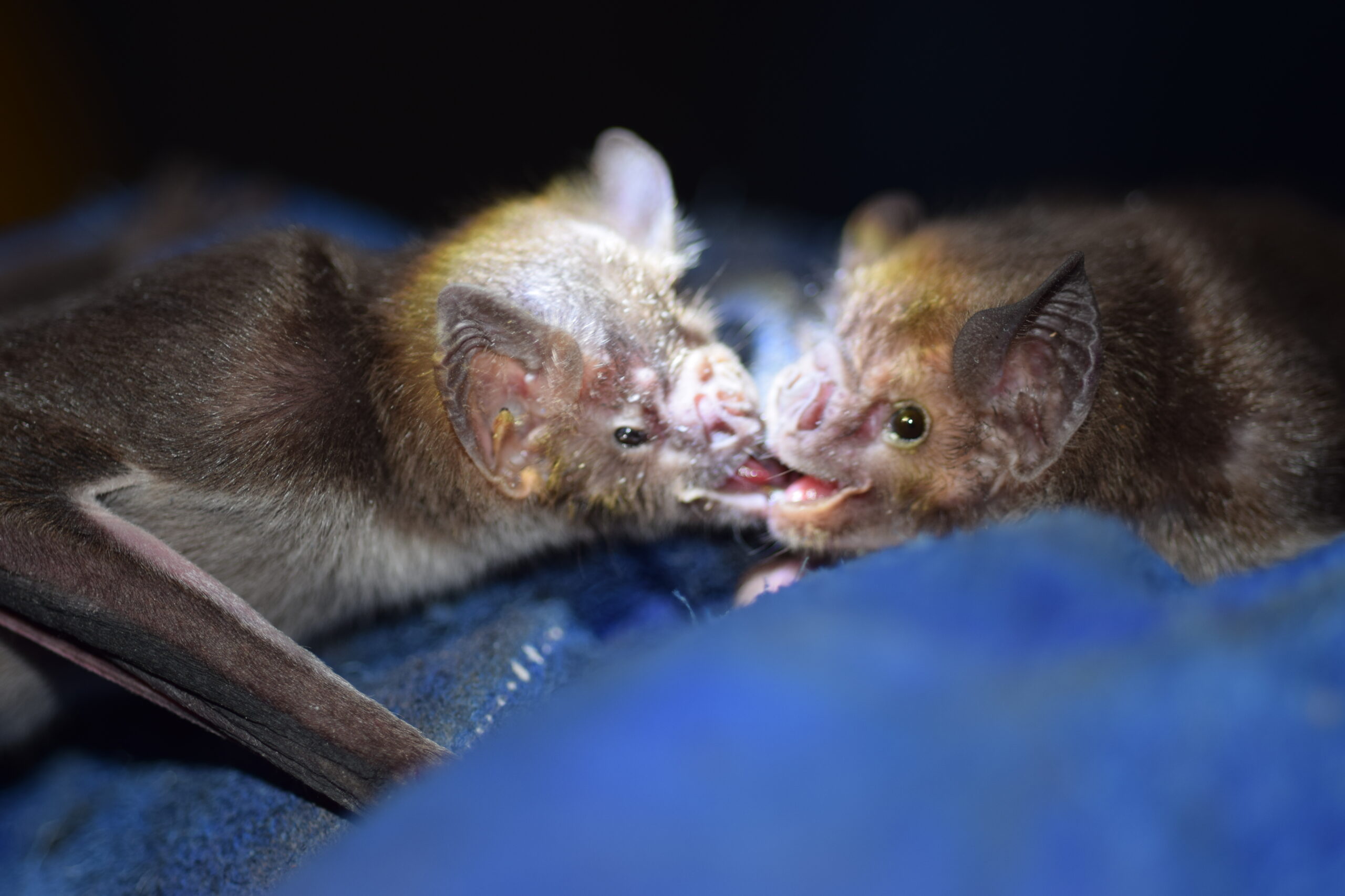 vampire bat vomiting blood