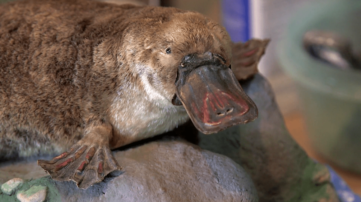 A platypus