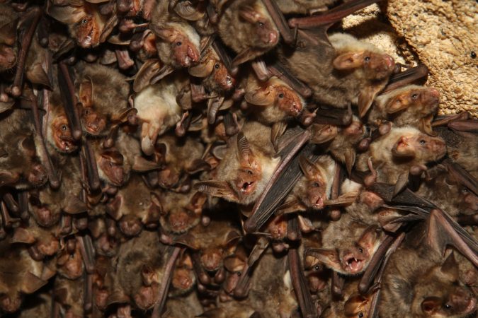 Bats’ echolocation has one major blind spot