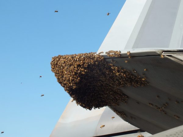 Bees On An F-22