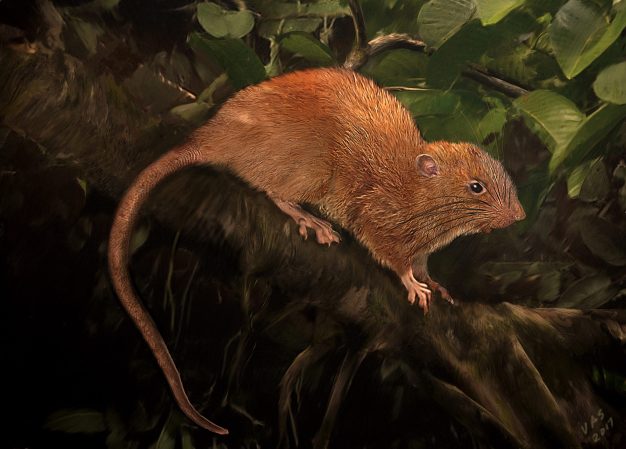 Elusive, unusually large tree-dwelling rodent discovered in the Solomon Islands