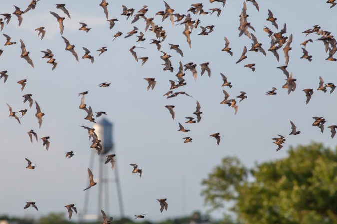 Bats Are Worth $1 Billion To Corn Industry