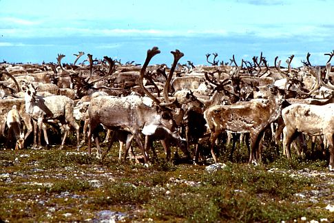 Life Gets a Little Easier for Reindeer, Tsunami-Hit Lands