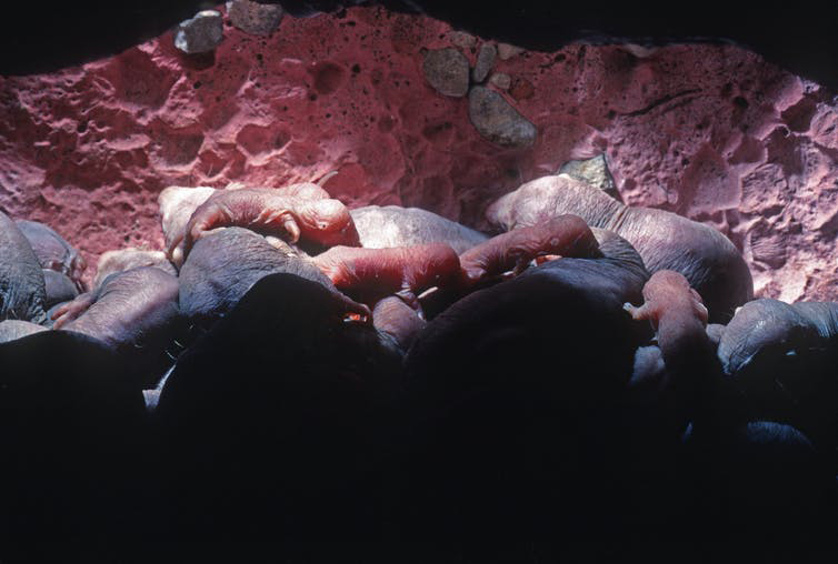 mole rats and mole rat pups