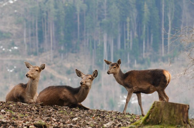 Female elk are practically bulletproof by age 9