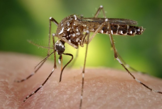 You could get both Zika and chikungunya from one stupid mosquito bite