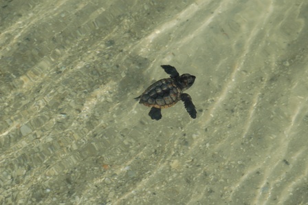 NASA Will Rescue Thousands of Sea Turtle Eggs from Oil Leak Areas