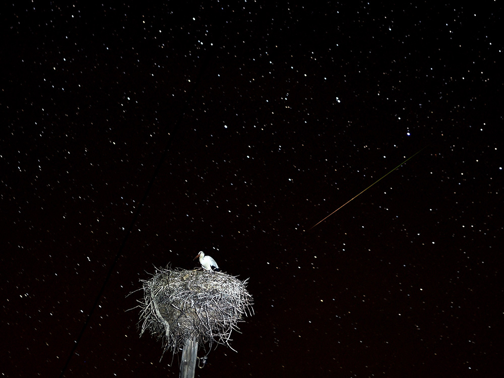 Meteor shower over the night sky with a stork sitting in its nest