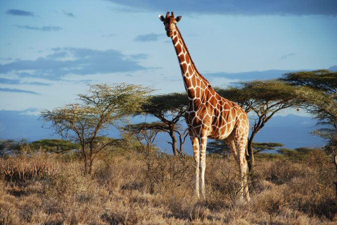 Reticulated giraffe