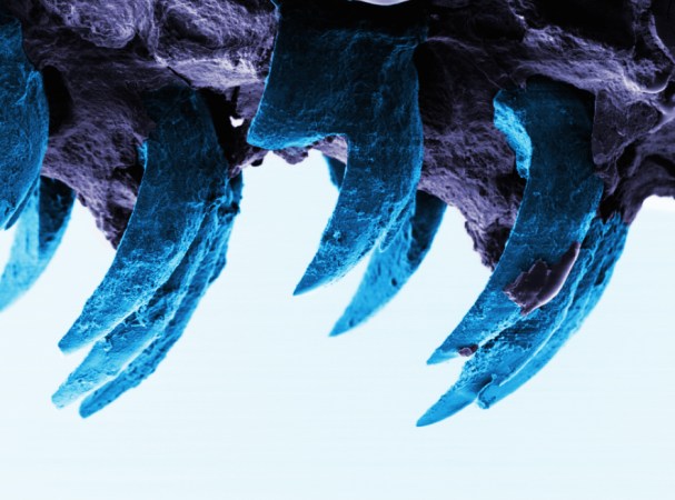 Sea Snail’s Teeth Just Dethroned Spider Silk As The Strongest Biological Material