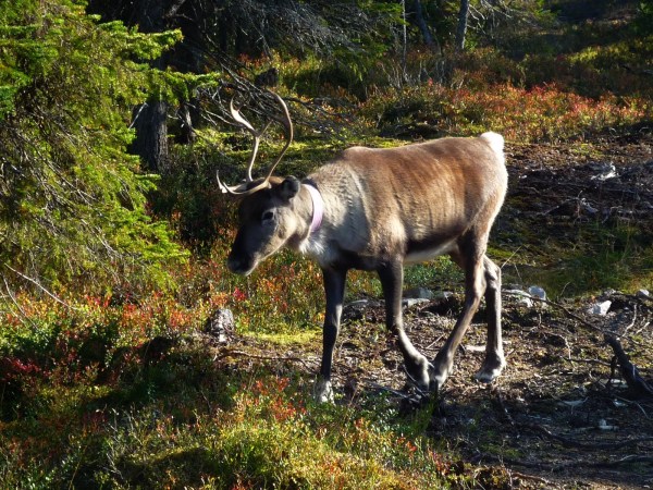 How Did Anthrax Flare Up In Siberia?