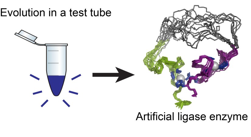 Controlled Evolution In A Test Tube Produces Artificial Enzymes