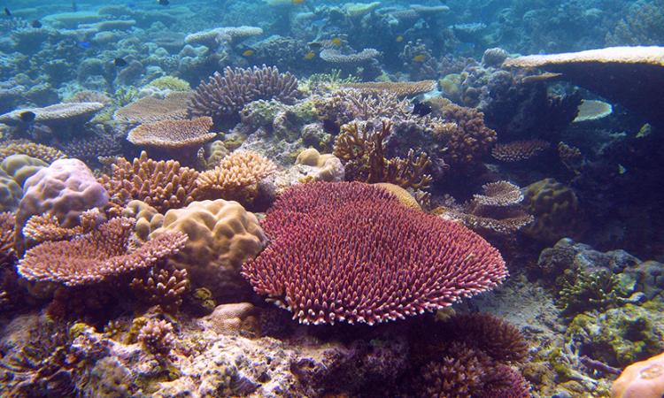 There’s still time for us to save the Great Barrier Reef