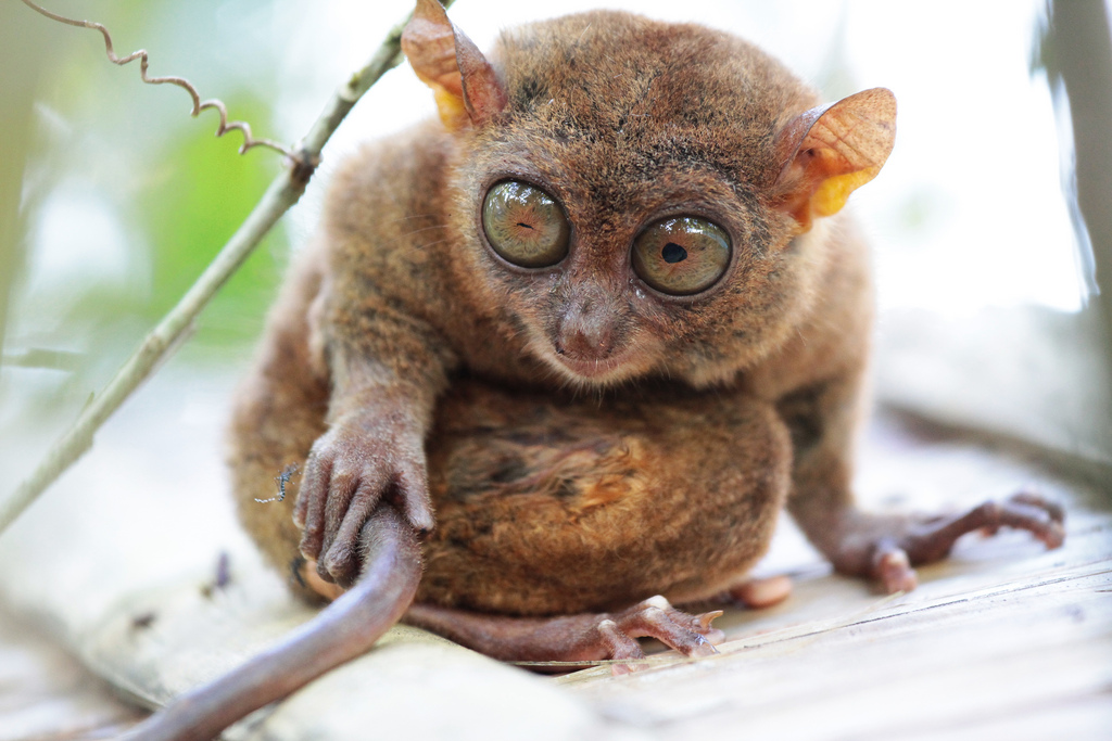 tarsier