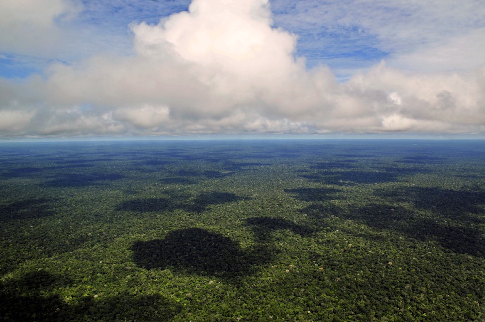 The Amazon Rainforest